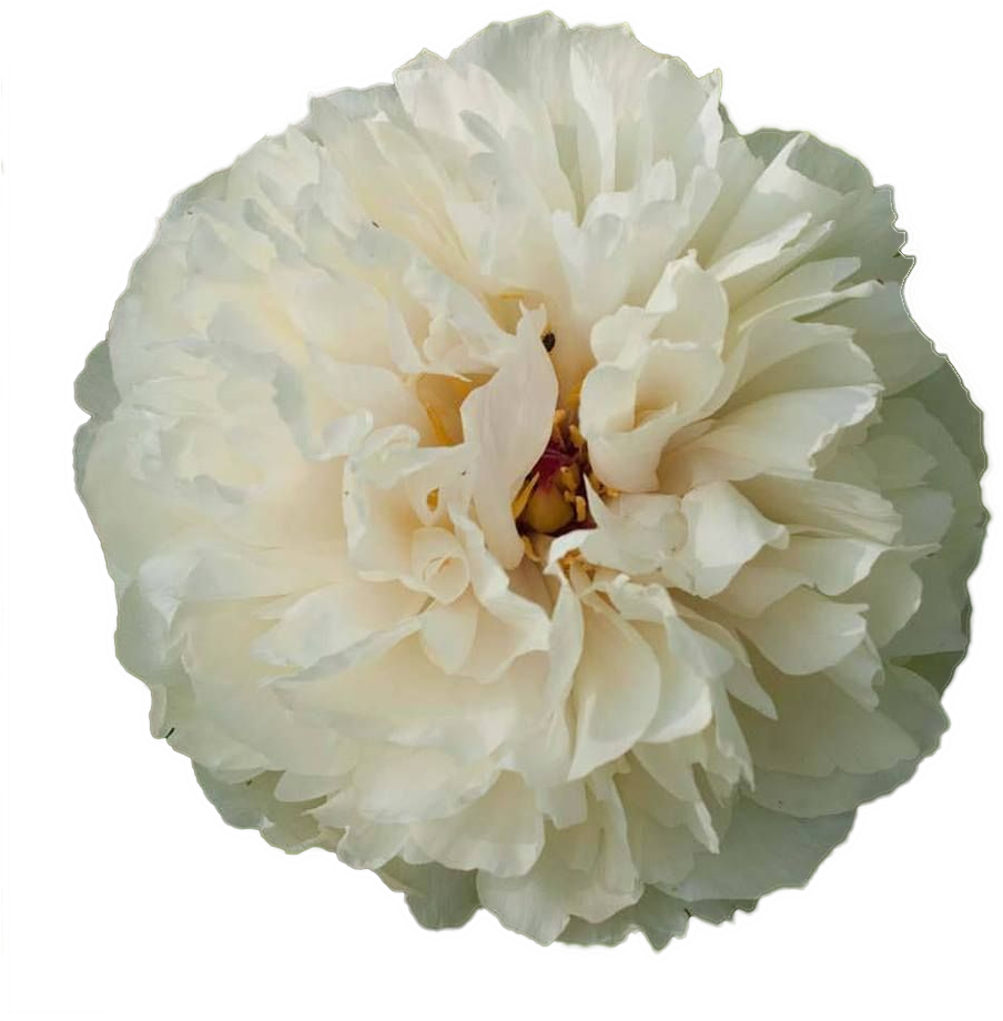 Chrysanths (1500x1000), Png Download