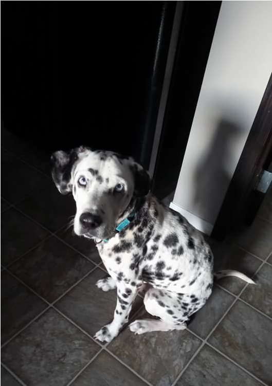Pongo Adopted Into A Forever Home - Dalmatian (800x750), Png Download