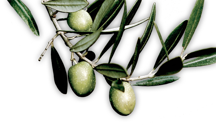 Olive (730x425), Png Download