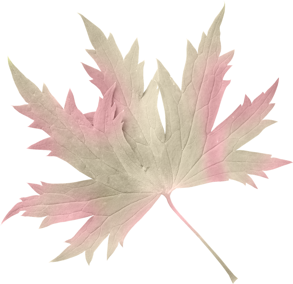 Mis Laminas Para Decoupage Fall Flowers, Autumn Leaves - Maple Leaf (1280x1221), Png Download