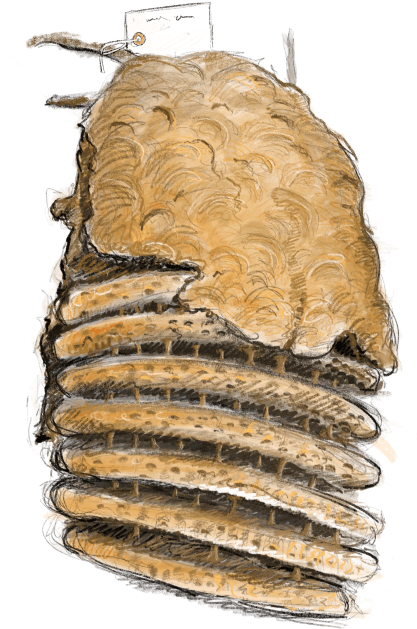Asian Hornet's Nest - Illustration (1555x2245), Png Download