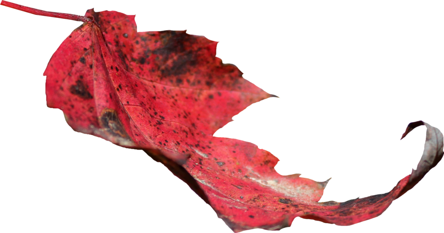 Red Leaf Png (900x472), Png Download