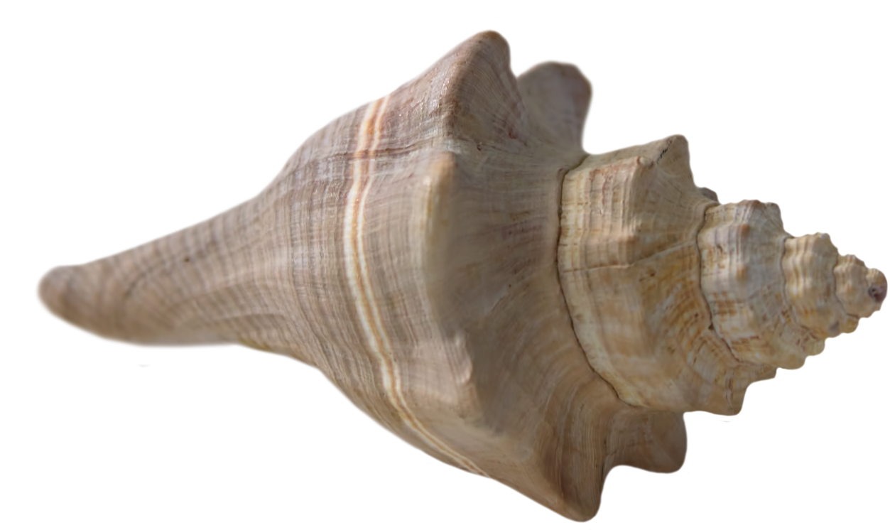 Sea Shell Png - Seashell (1280x750), Png Download