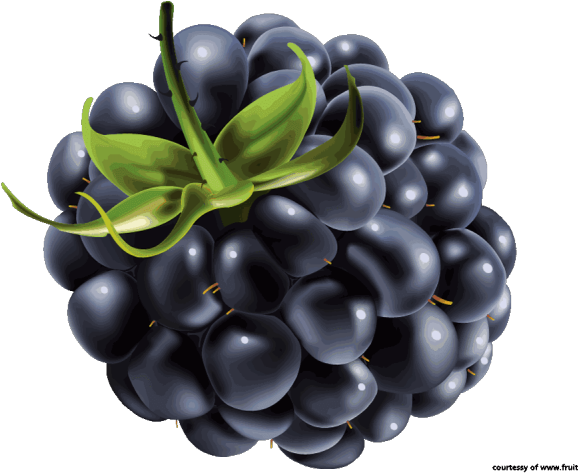 Blackberries Cliparts - Blueberry Vector (640x480), Png Download