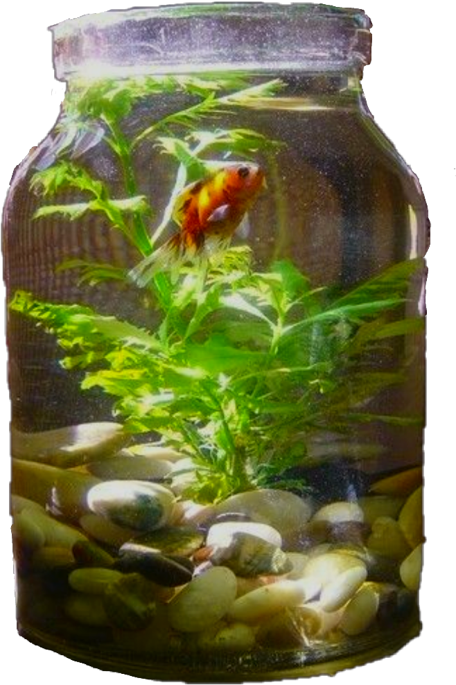 Fish Sticker - Indoor Water Garden In A Jar (1024x1024), Png Download