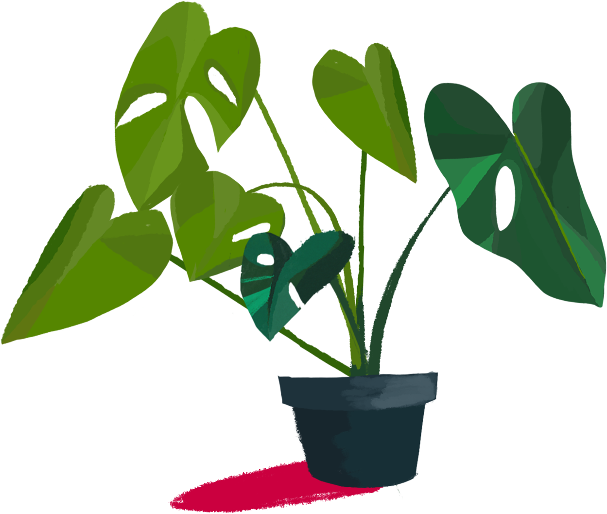 Created A Series Of Studies On The Monstera Deliciosa, - Houseplant (1920x1080), Png Download