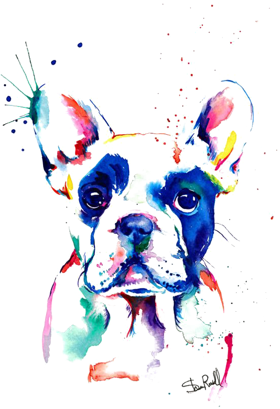 Bulldog Watercolor Painting Drawing French Free Hq - French Bulldog Watercolour (564x832), Png Download