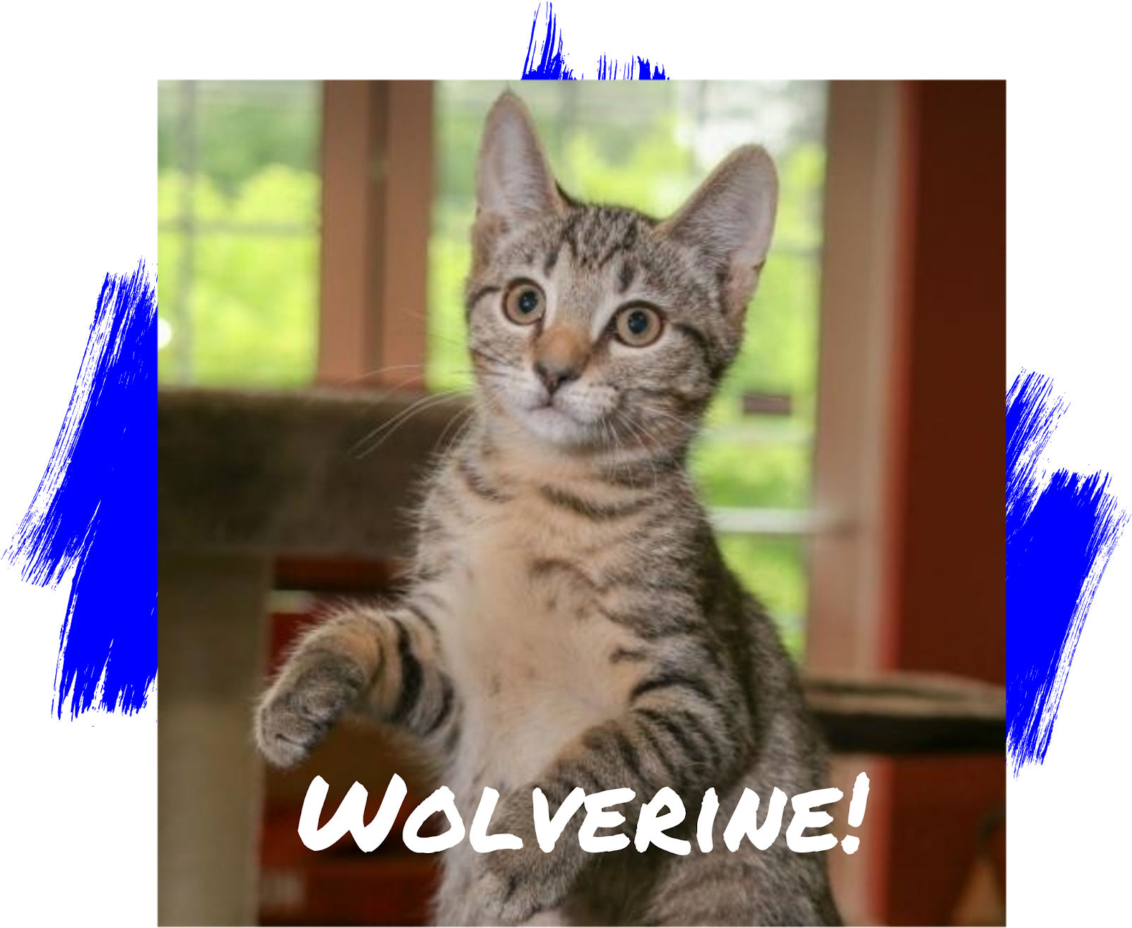 Friday's Friend Cat Adoption, Petconnect Rescue - Domestic Short-haired Cat (1600x1600), Png Download