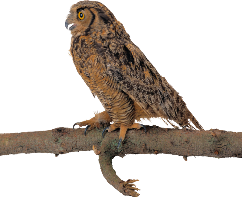 Owl Png, Download Png Image With Transparent Background, - Owl (800x652), Png Download