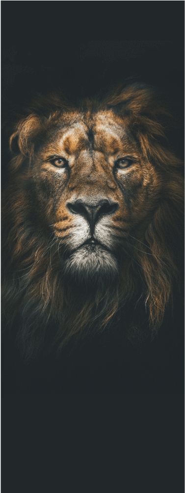 Dark Lion Head Door Mural Animals & Wildlife,black - Leão De Judá Na Cruz (1000x1000), Png Download