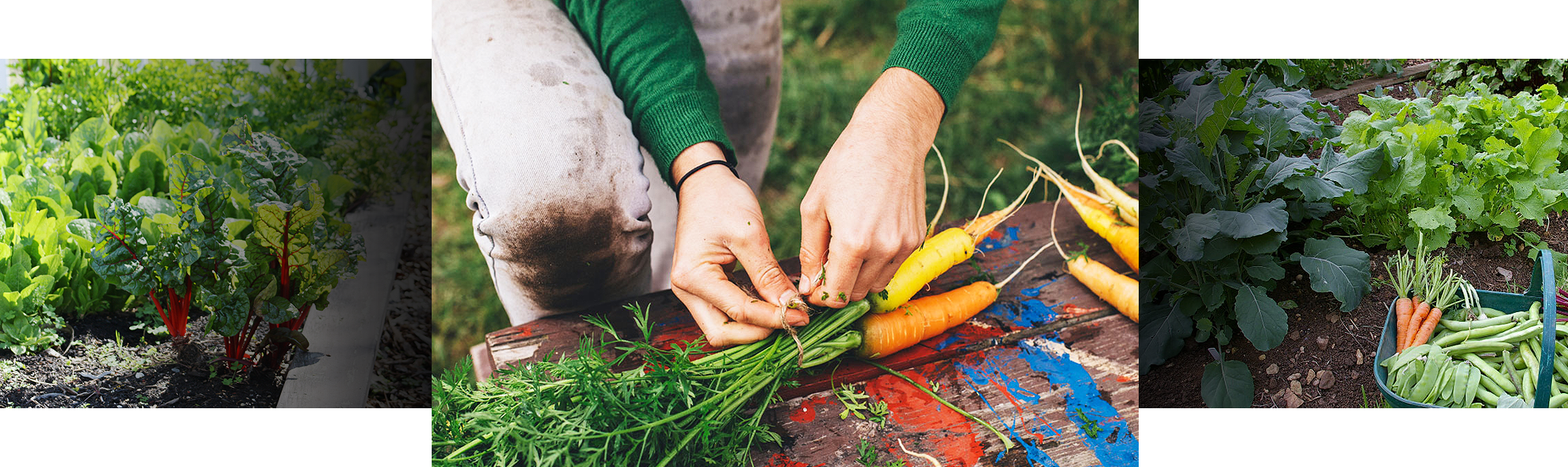 Vegetables Are So Easy To Grow Especially In Sunny - Shallot (1976x588), Png Download