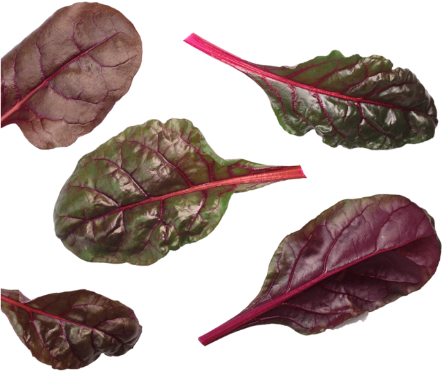 Beet Leaf Bulls Blood Blood Red - Chard (640x640), Png Download