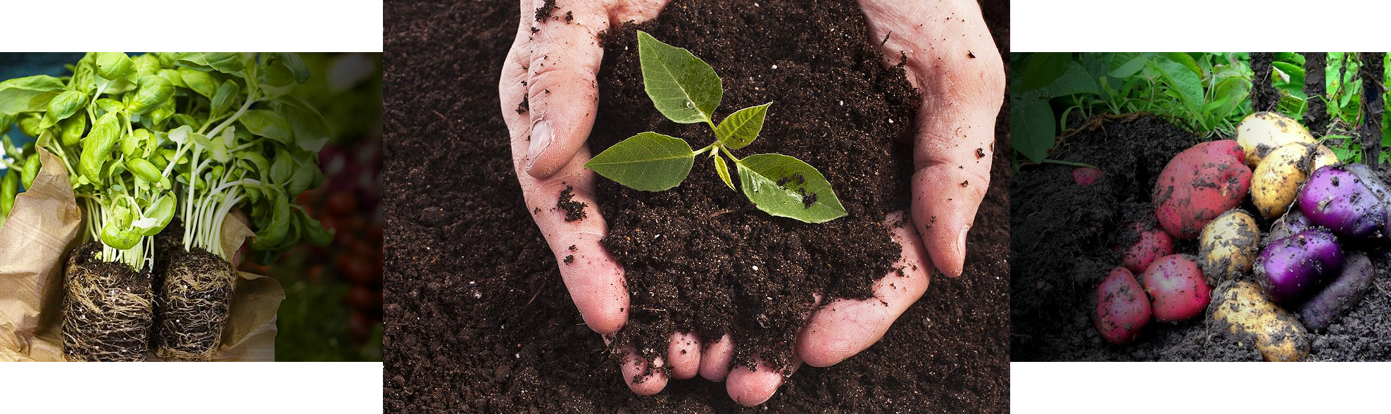 Looking For Simple And Easy Organic Vegetable Gardening - Fertilizer Technology (1976x588), Png Download