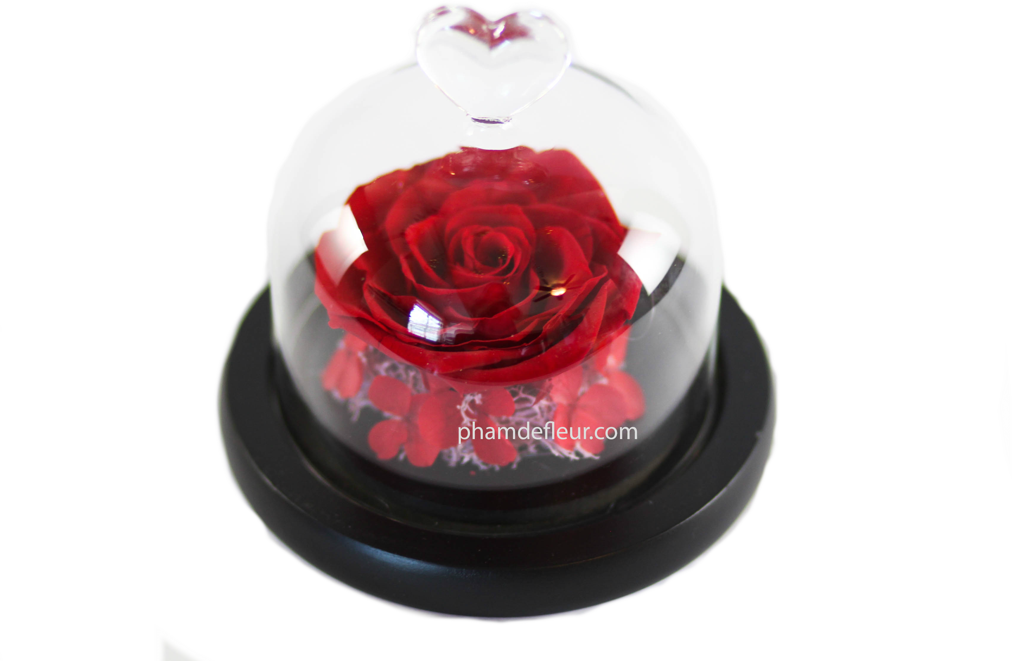 Bebe Glass Dome (3456x2304), Png Download