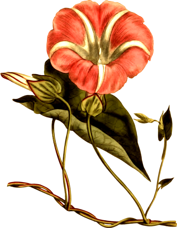 Hedge Bindweed Flower Field Bindweed Floral Design - Field Bindweed (582x750), Png Download