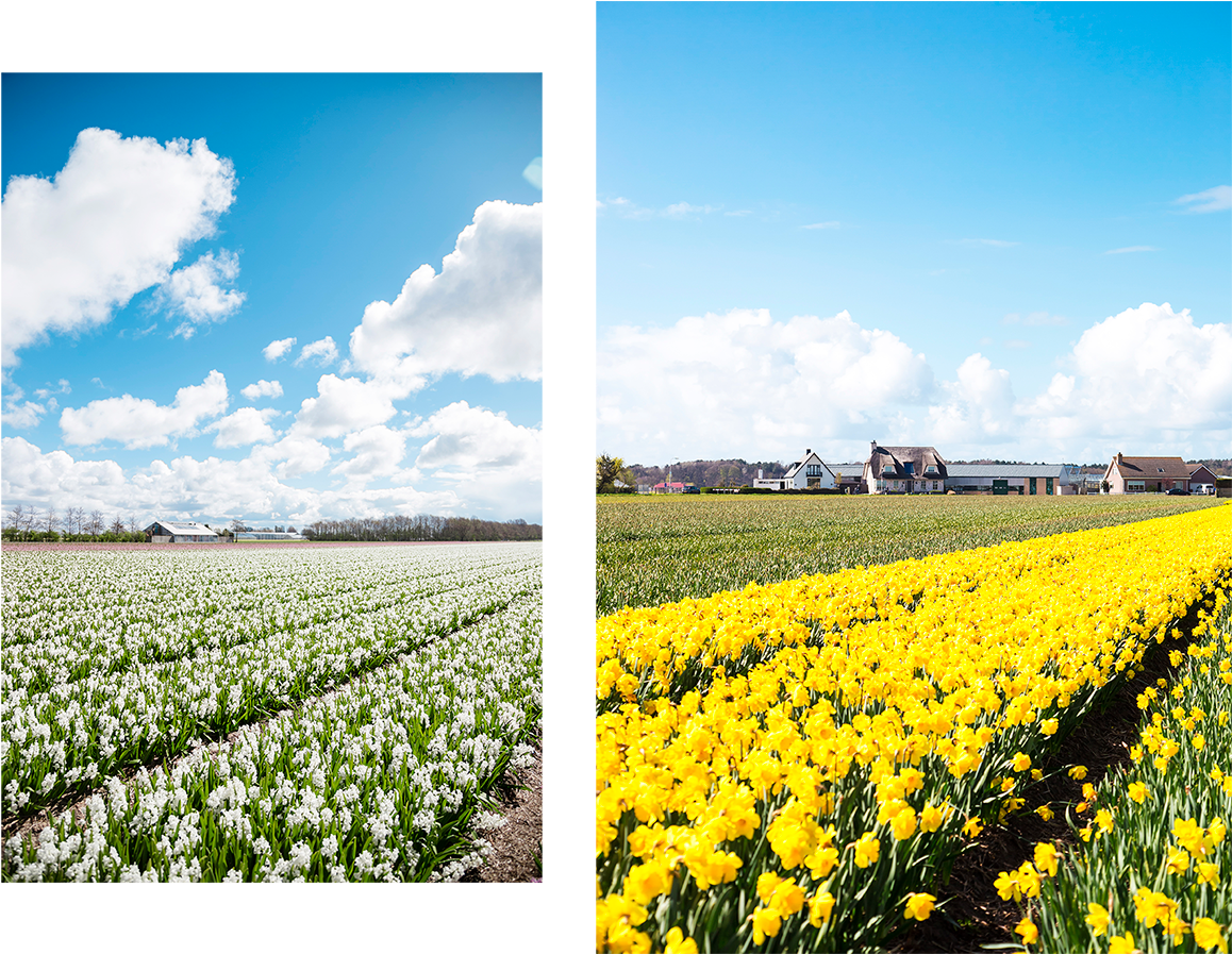 Flower Fields Weekend Travel Guide To Rotterdam And - Tulip (1200x896), Png Download