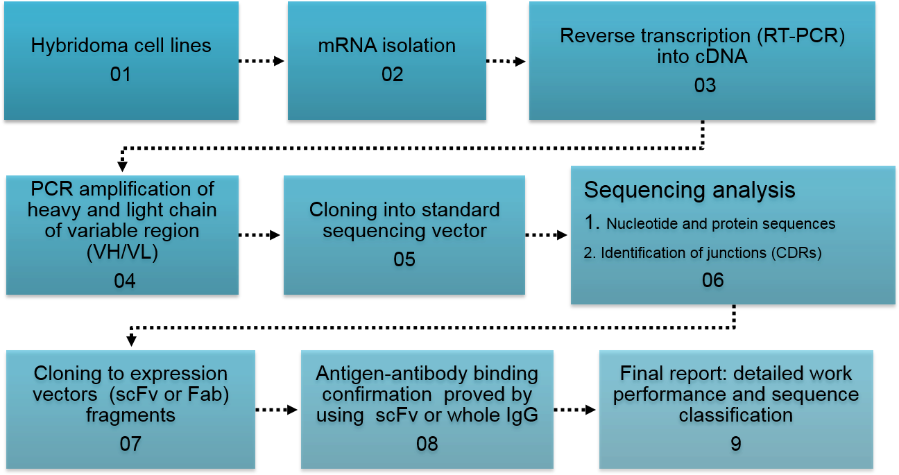 Vector Sequencing ~ Frames ~ Illustrations ~ Hd Images - Cloning Antibody Variable Regions (1450x688), Png Download