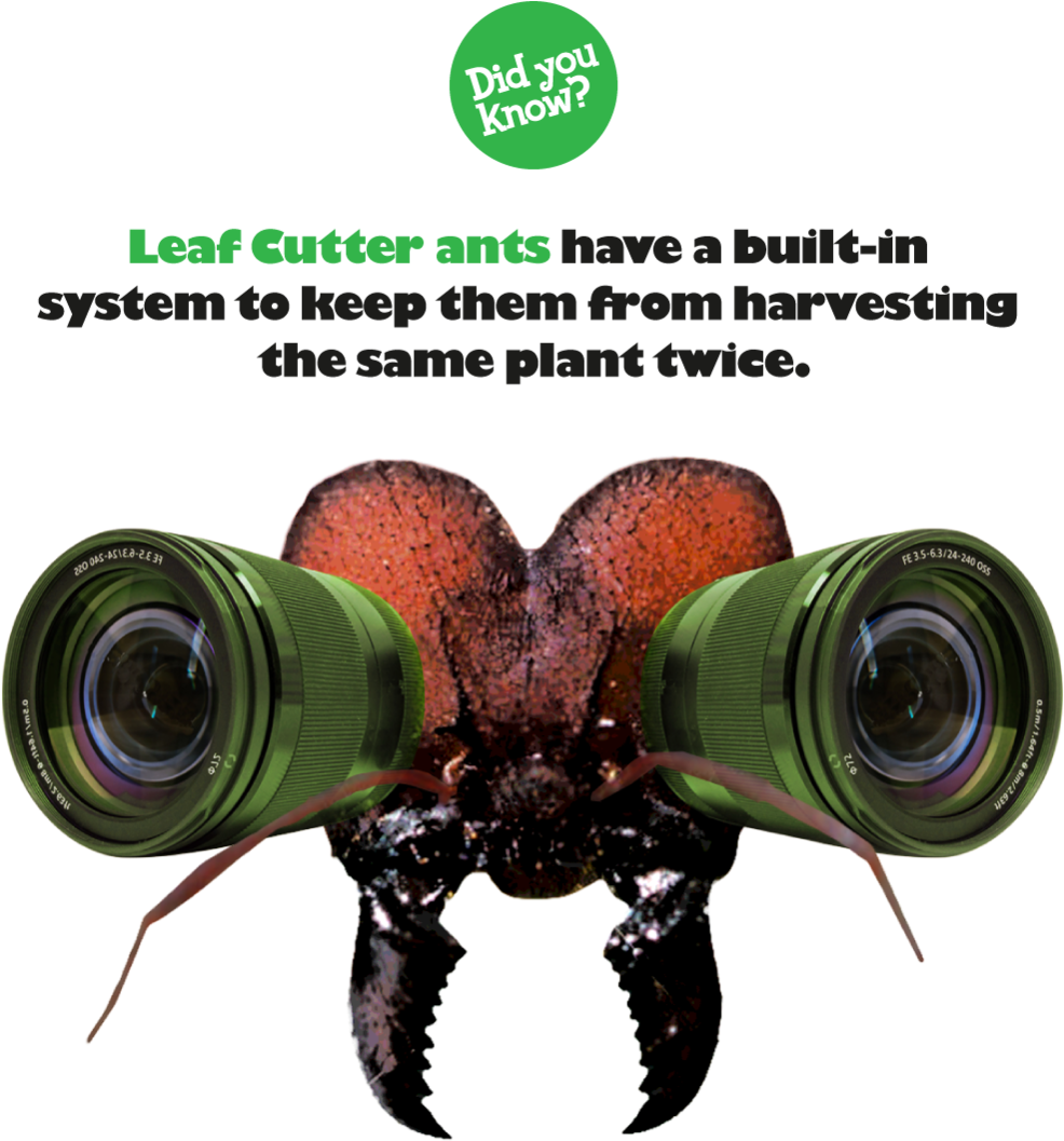 Artboard 4 - Camera Lens (1000x1071), Png Download