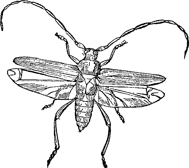 Digital Stamp Design Free Stamps Vintage Bug - Vintage Insect Png (739x690), Png Download