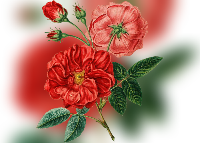 Color Palette Ideas From Flower Garden Roses Rose Family - Vintage Rose Flower Png (700x500), Png Download