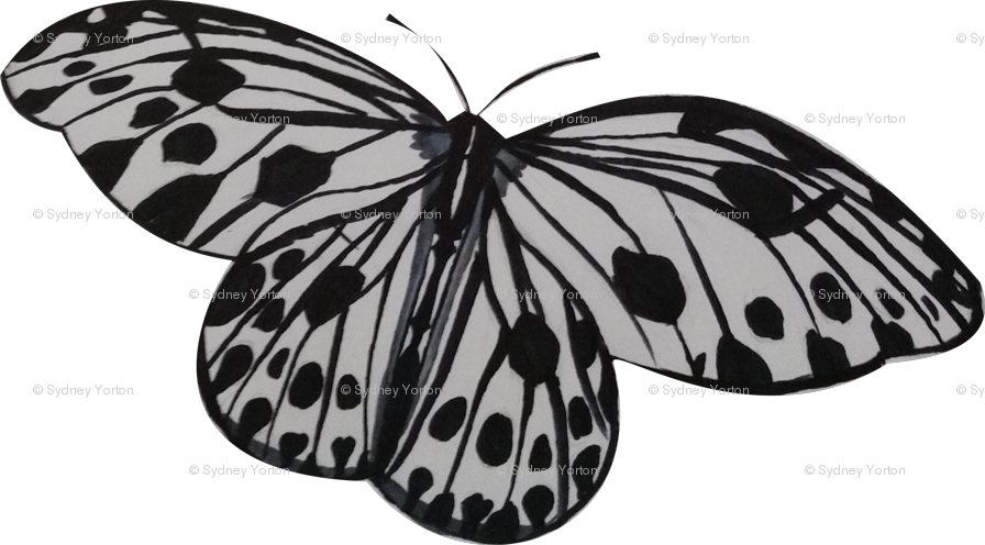 Monarch Butterfly (896x496), Png Download