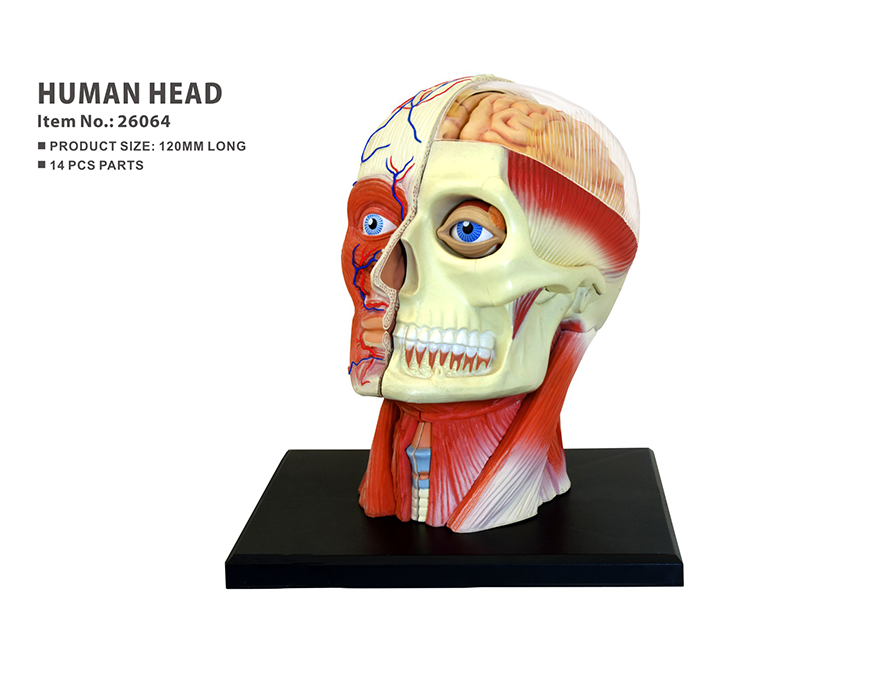 Human Head Anatomy Model - Lab School Science Products (870x1110), Png Download