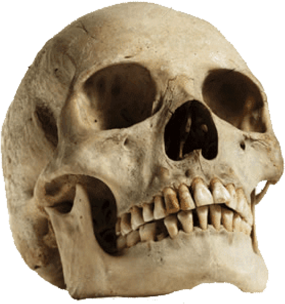 Free Png Download Human Skull Looking Up Png Images - Human Skull Png Transparent (850x752), Png Download