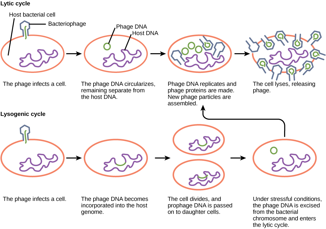 1043 X 735 2 - Does Bacteria Cause Disease Diagram (1043x735), Png Download