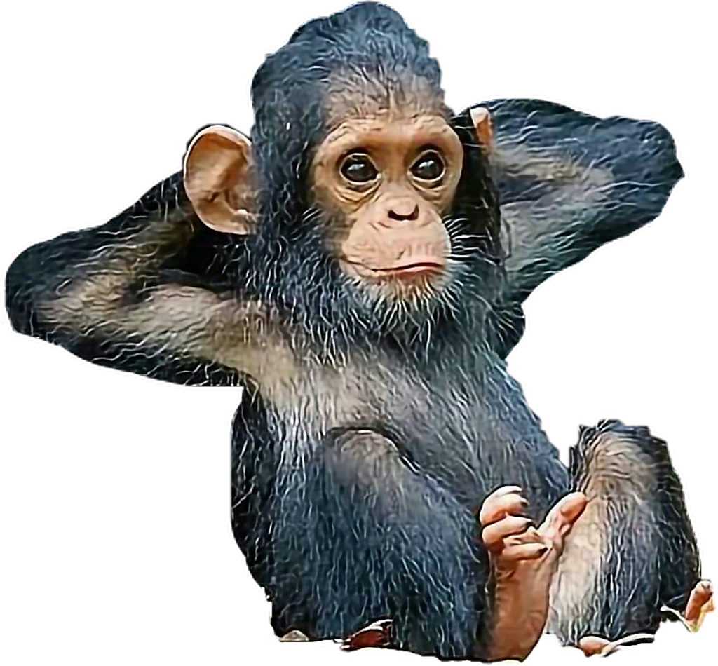 Chimpanzee Babymonkey Monkey Freetoedit - Animal (1024x950), Png Download