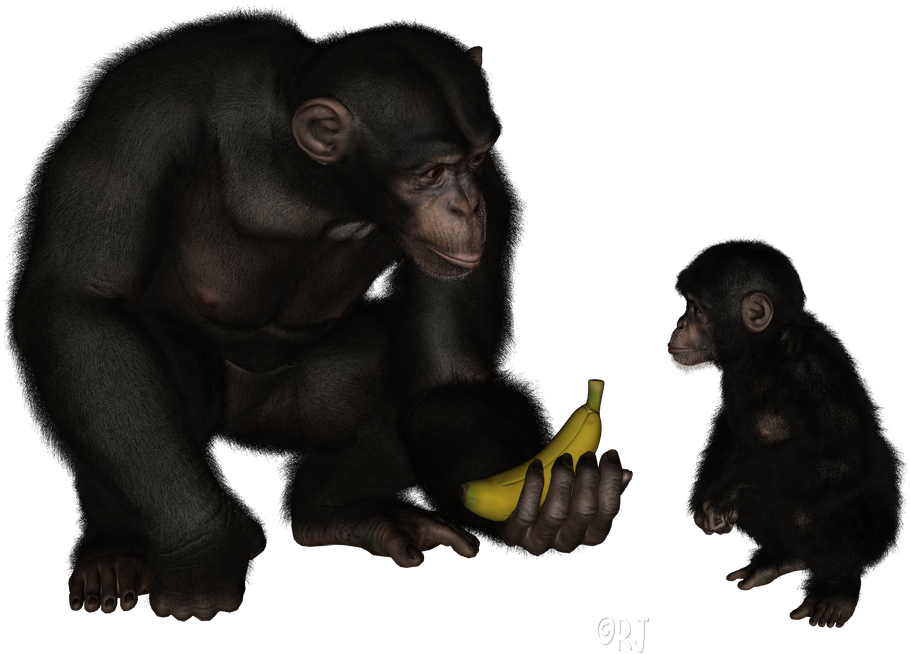 Posted By Rj At - Common Chimpanzee (945x681), Png Download
