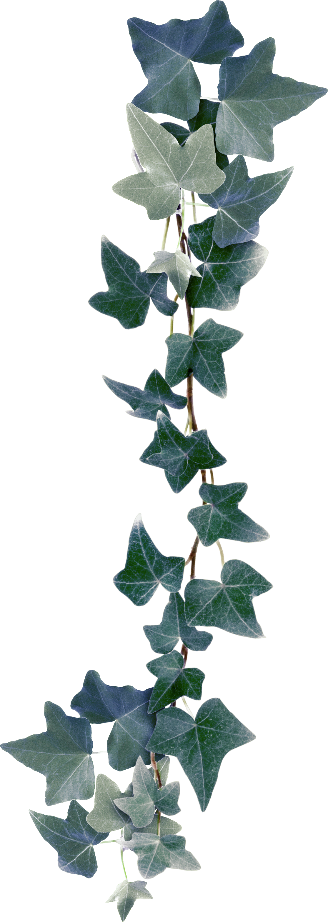 Png Transparent Stock Bindweed Plant Clip Art Leaves - Ivy (1115x3135), Png Download