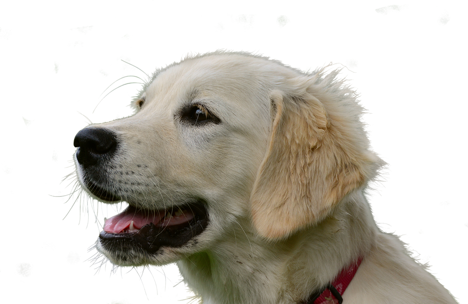 Golden Retriever, Isolated, Dog, Animal, Pet - Esperanza De Vida Golden Retriever (960x623), Png Download