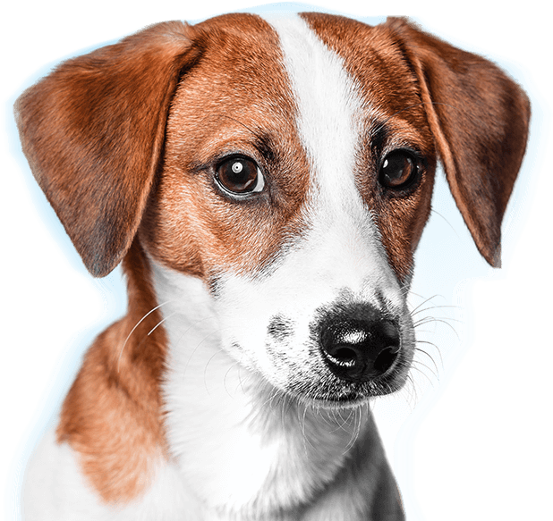 Contact Our Veterinary Emergency Referral Center - Harrier (618x583), Png Download