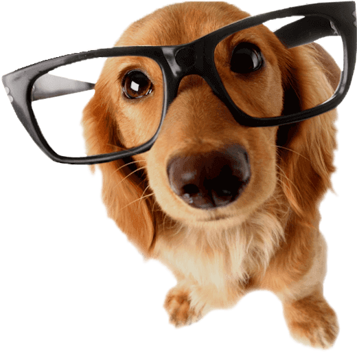 Dog Reading Glasses600png - Dog With Glass (600x570), Png Download