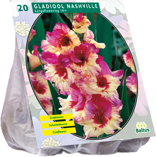 Gladiool Nashville - Common Peony (800x600), Png Download