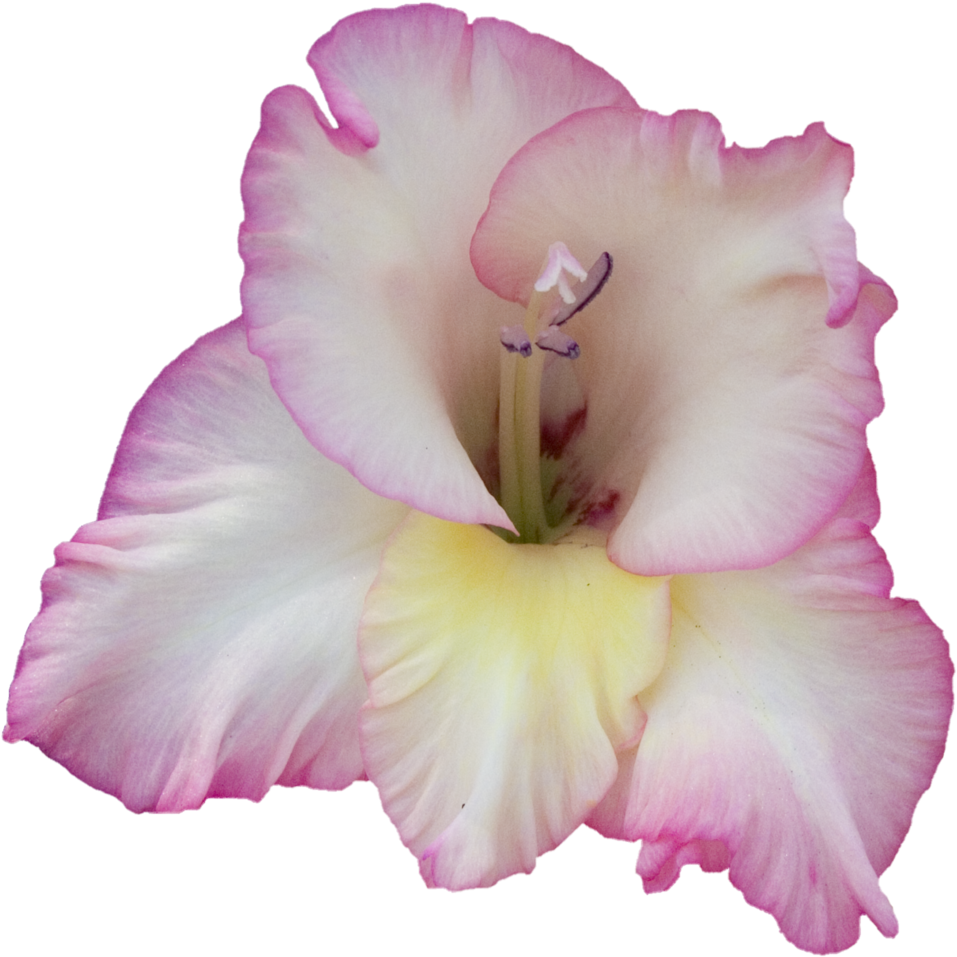 Gladiolus Pink Edge - Gladiolus (1000x1000), Png Download
