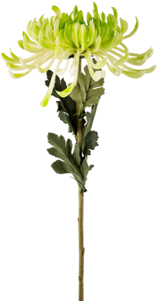 Chrysanths (600x600), Png Download