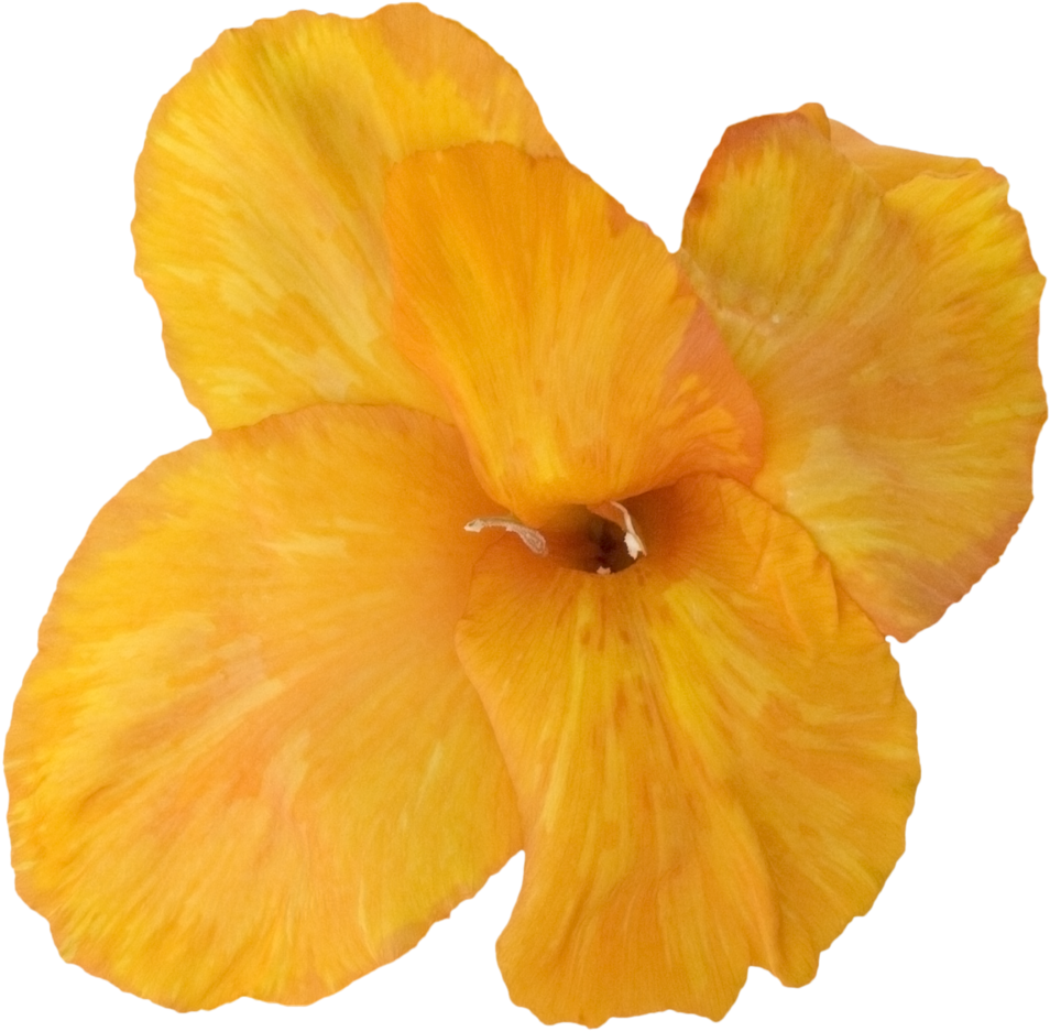 Gladiolus Orange - Hawaiian Hibiscus (1000x1000), Png Download