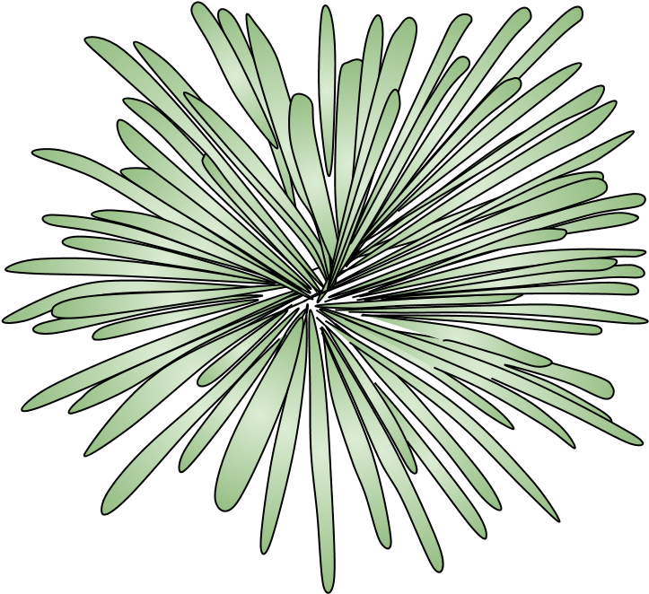 Fireworks, Burst, Style 2, Green, Png Fireworks - Stony Coral (816x1056), Png Download