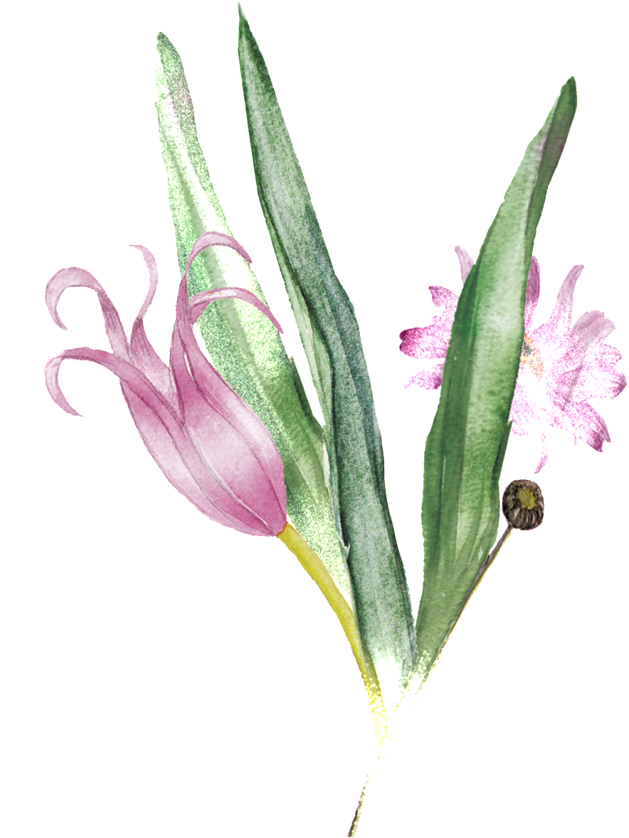 Pink Bouquet Transparent Decorative - Gladiolus (1024x1235), Png Download