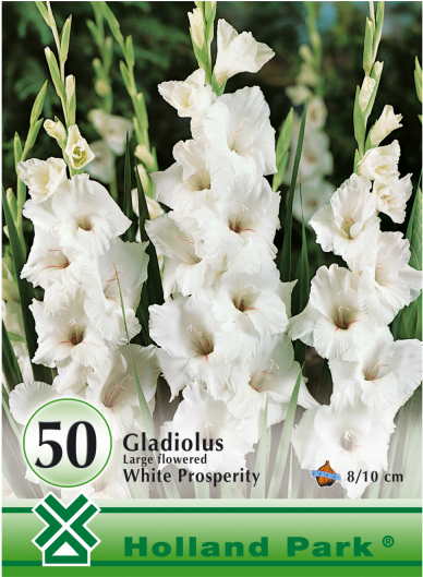 Virághagyma Kardvirág Piros Gladiolus Tradehorn - Gladiolus 'white Prosperity' (600x600), Png Download