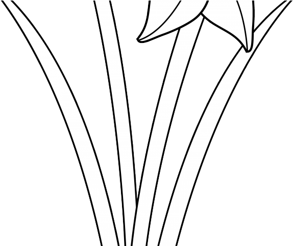 Gladiolus Clipart Sketches - Darkness (640x480), Png Download