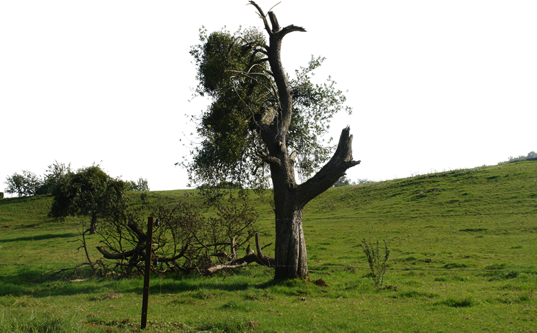 Tree-067 - Grass (774x480), Png Download