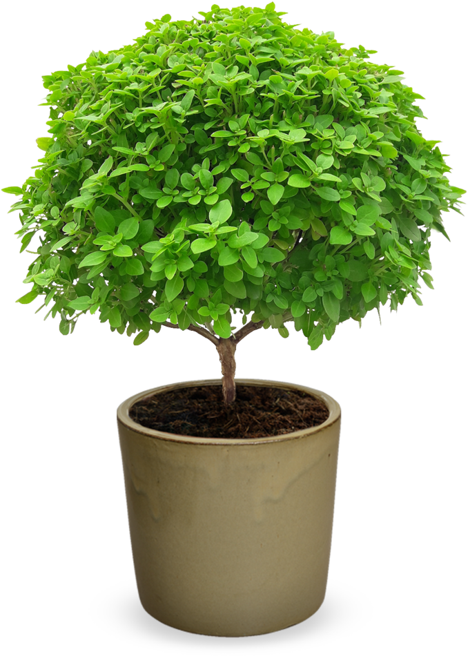 'el Greco- Bonsai' Grafted Ocimum Minimum - Sageretia Theezans (750x1000), Png Download