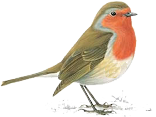 Tube Oiseau Dans La Neige Robin Facts, Birds Voice, - Cross Stitch Patterns Robin (600x562), Png Download