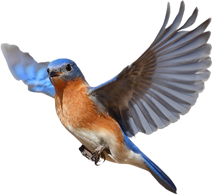 Collaborative Partners - European Swallow (720x657), Png Download