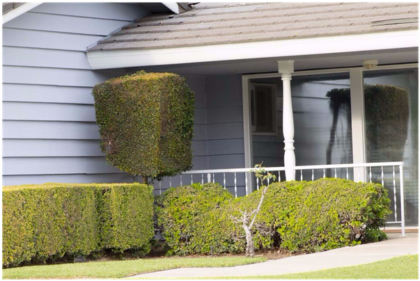 It Just Looks So Plastic - Hedge (980x531), Png Download