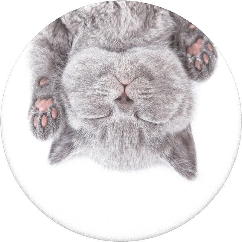 Cat Nap, Popsockets - British Shorthair (1000x1000), Png Download