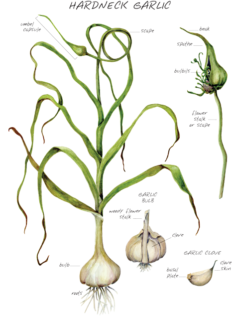 Click To Enlarge Image - Root Vegetable (500x644), Png Download