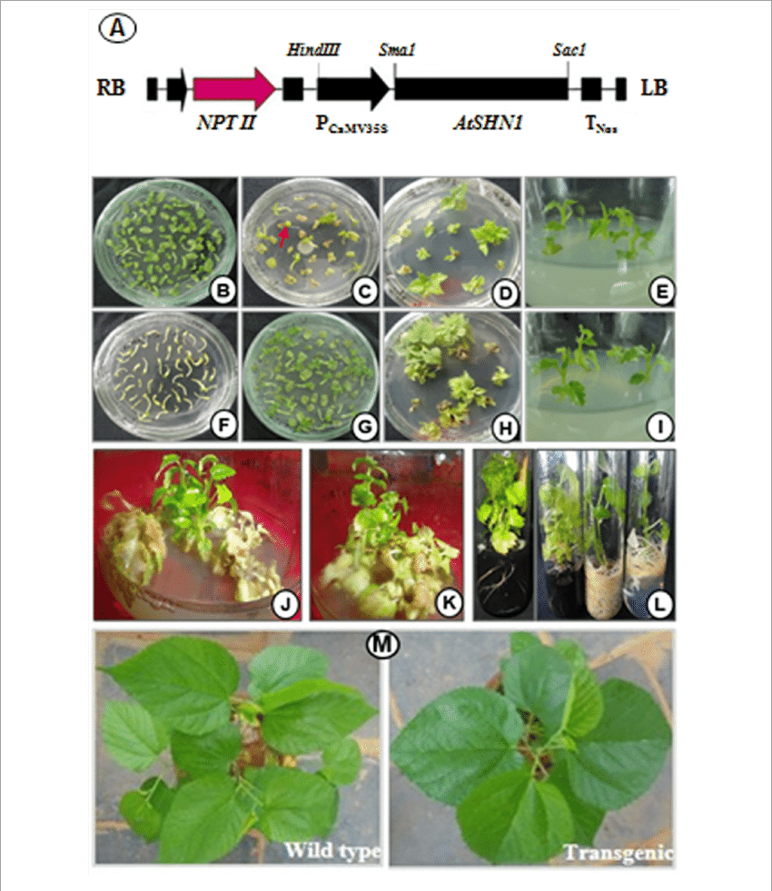 Genetic Transformation And Development Of Mulberry - Chlorophyta (850x981), Png Download
